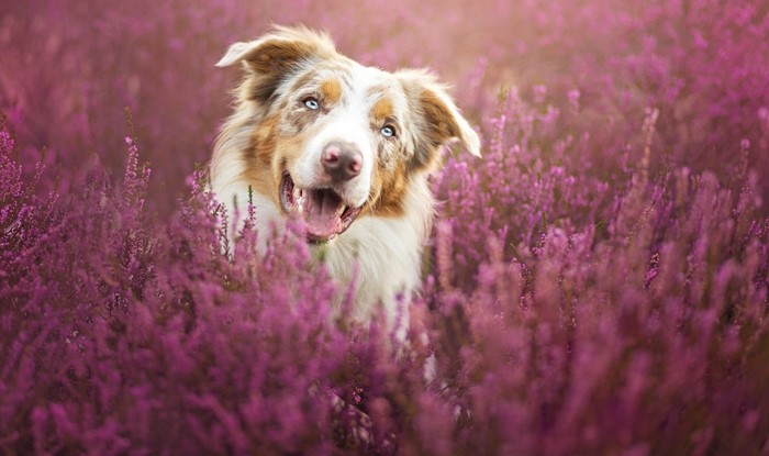 Australian Shepherd dog in a field of purple flowers