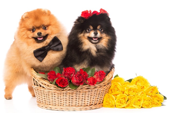 Two Pomeranian dogs in a basket with roses