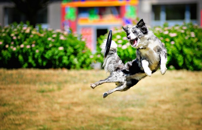 Border Collie dog jumping for a frisbee