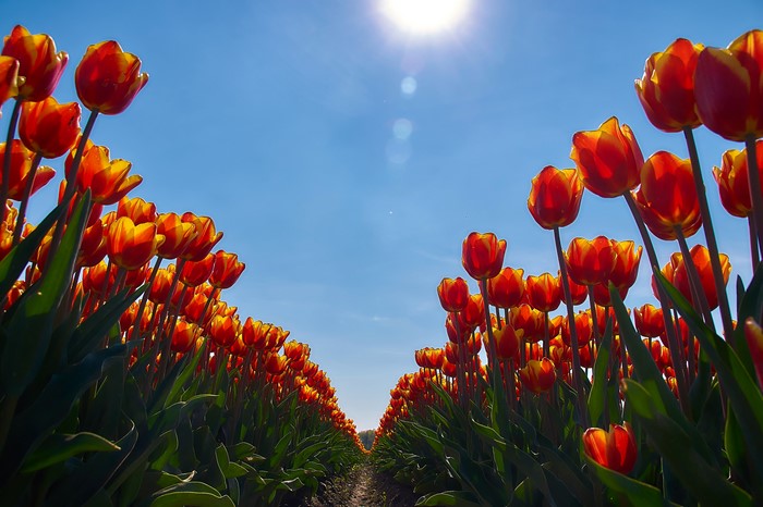 4K Tulips Field Under Sunny Sky