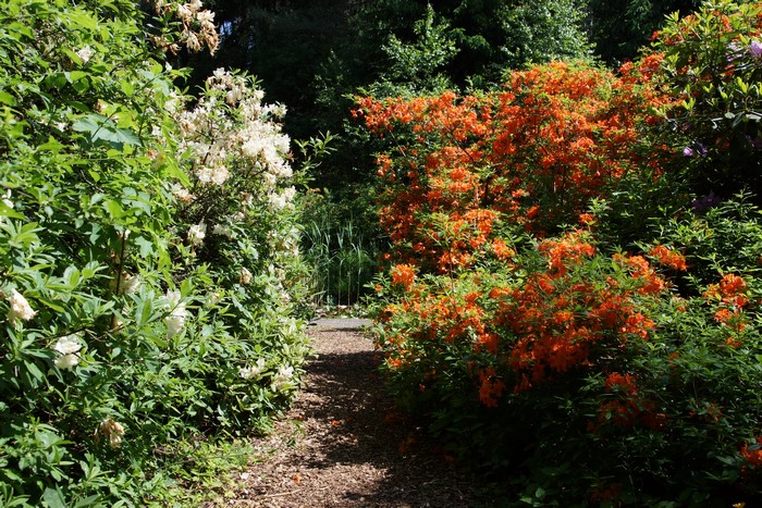 Park Seleger Moor Switzerland Rhododendron Shrubs