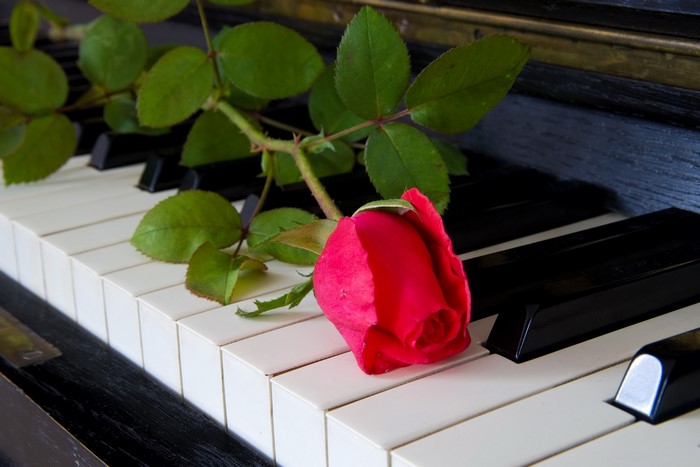 Red rose on piano keys