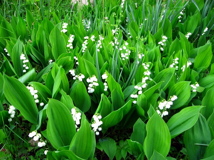 Lily of the valley flowers and green foliage