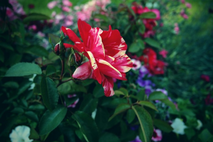 Red and white striped rose with buds
