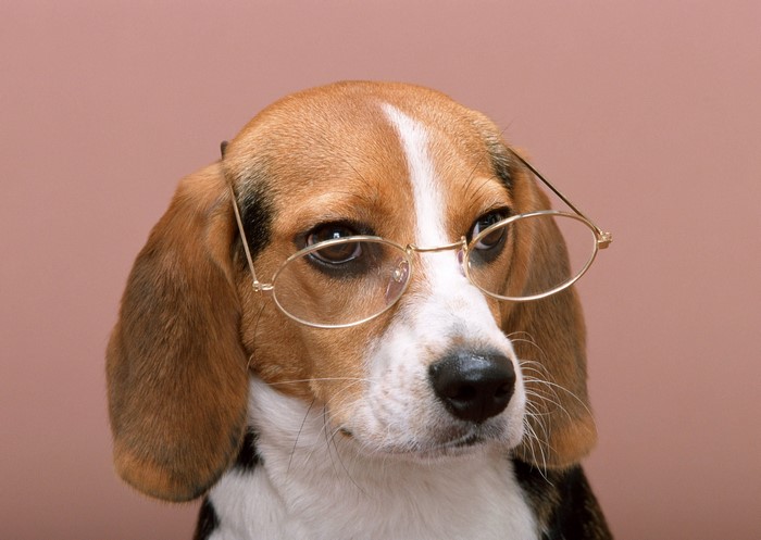 Beagle dog wearing glasses on a pink background