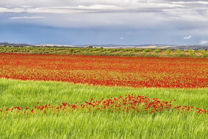 Field of red poppies and green grass under a cloudy sky