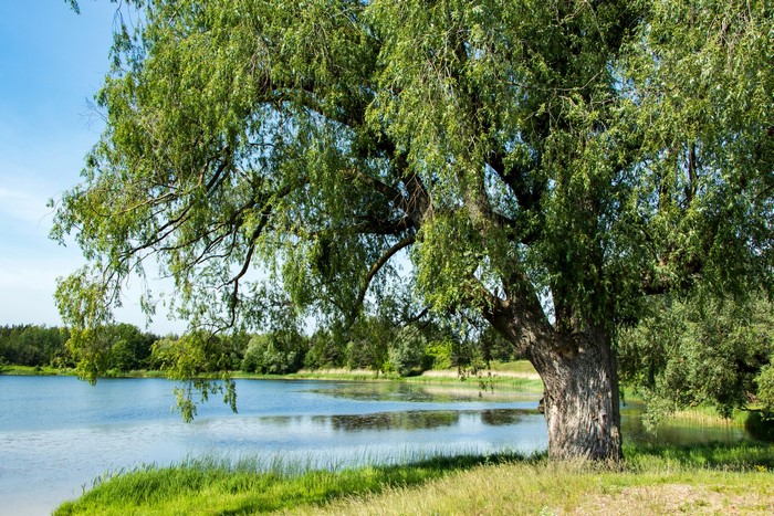 Willow tree by a pond in Vishnevoye, Kaliningrad Oblast, Russia