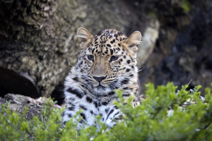 Leopard cub peeking through green bushes