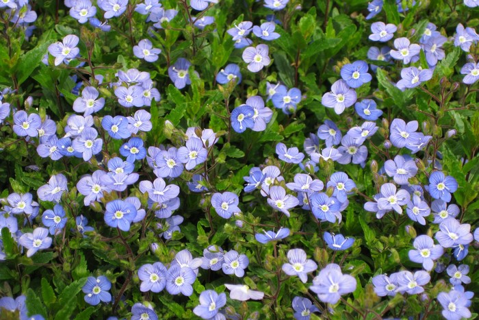 Many light blue Veronica Georgia Blue flowers
