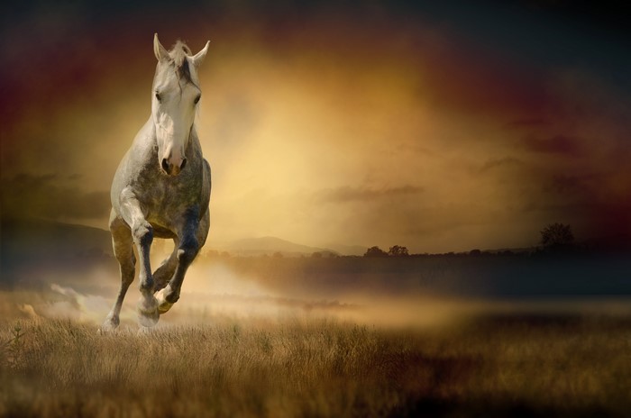 4K Horse Running in a Field