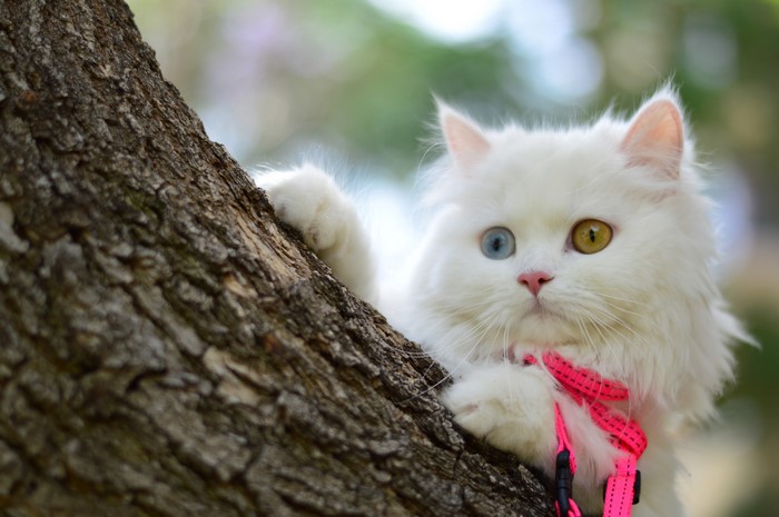White cat with heterochromia on a tree