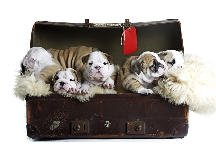Bulldog puppies in a suitcase