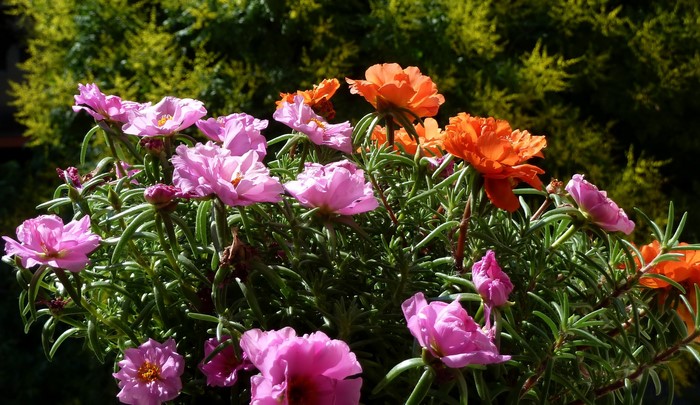 Pink and orange Portulaca flowers in bloom