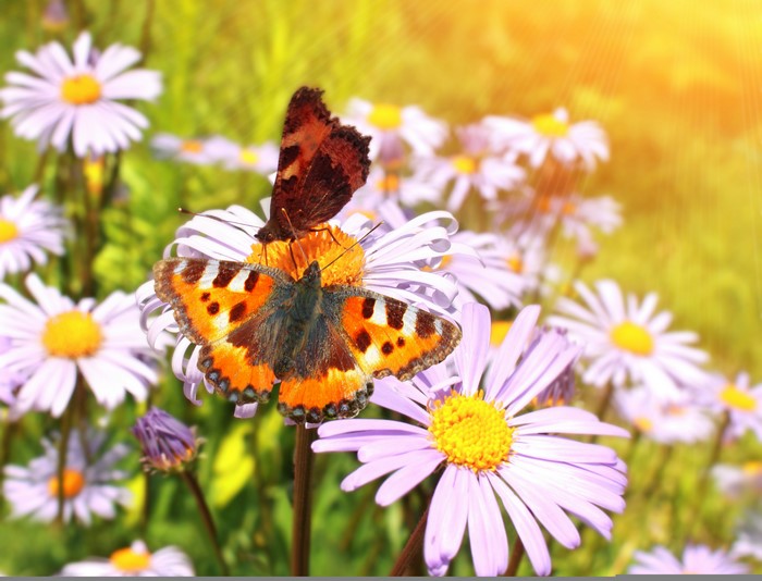 Two Small Tortoiseshell Butterflies on Purple Flowers