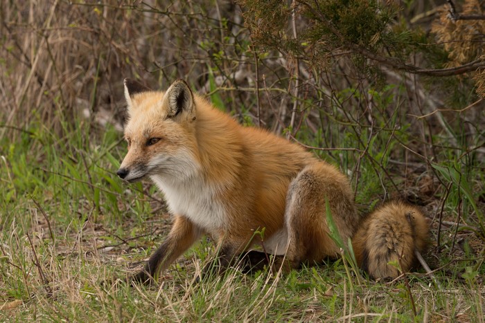 Red Fox Sitting in Grass