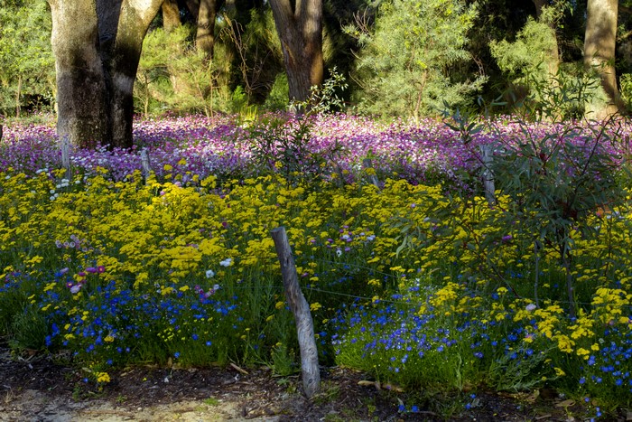 Field of wildflowers in Perth, Australia