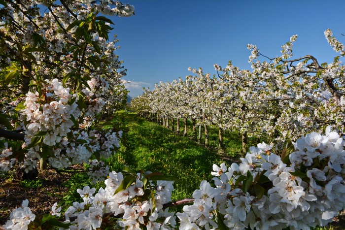 Cherry trees in bloom in a garden
