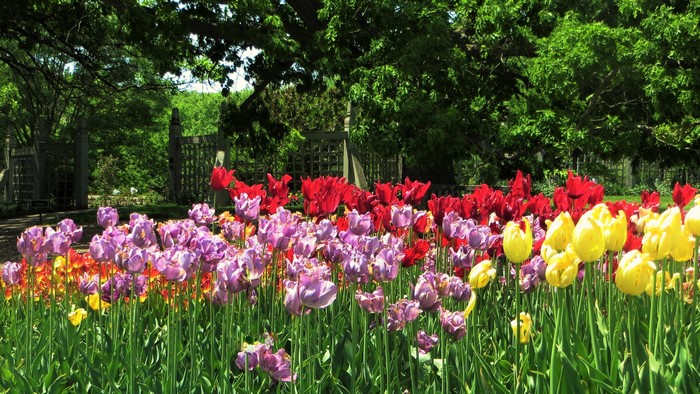 A garden with rows of colorful tulips