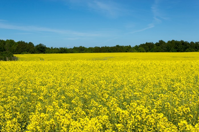 Field of yellow rapeseed flowers under a blue sky