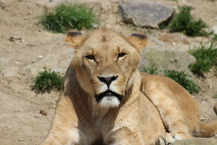 Lioness lying down in a rocky enclosure