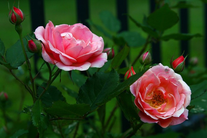 Two pink roses and buds on a green background