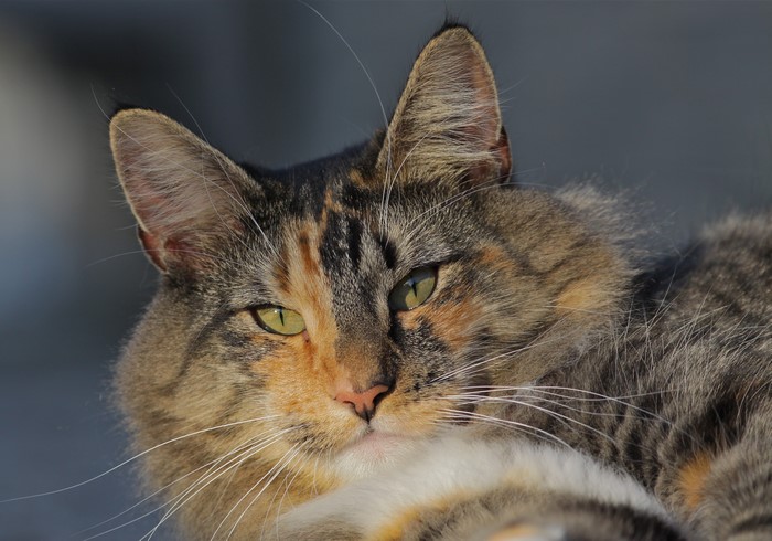 Calico cat with green eyes
