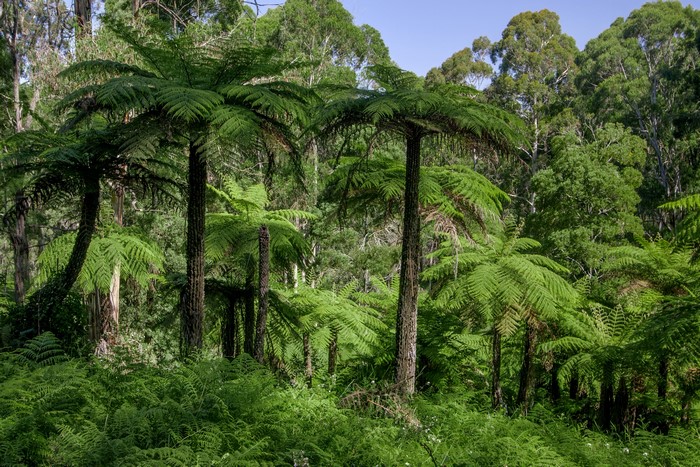 Fern trees in a forest in Dandenongs, Australia