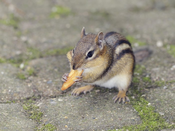 Chipmunk eating a piece of food on a stone path