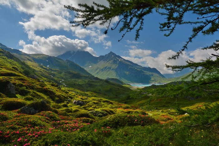 Mountain landscape with lake and flowers in France
