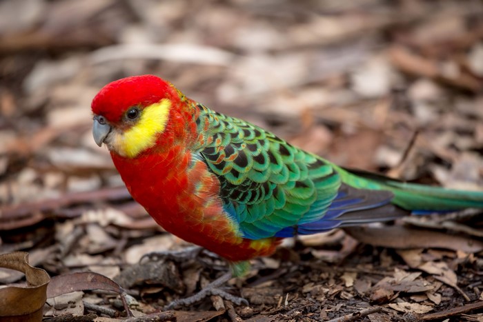 Eastern Rosella parrot on the ground