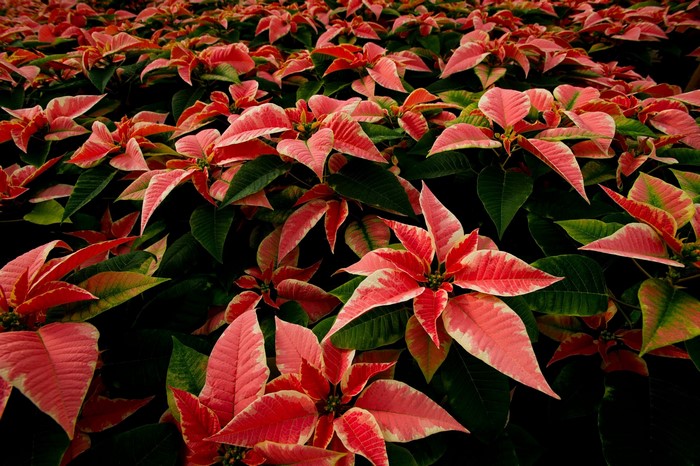 Pink and red poinsettias in a garden