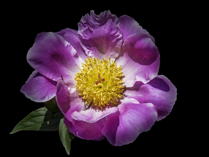 Purple and yellow peony flower on black background