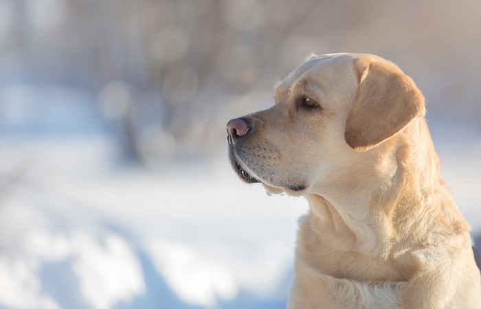 Yellow Labrador Retriever in Snow