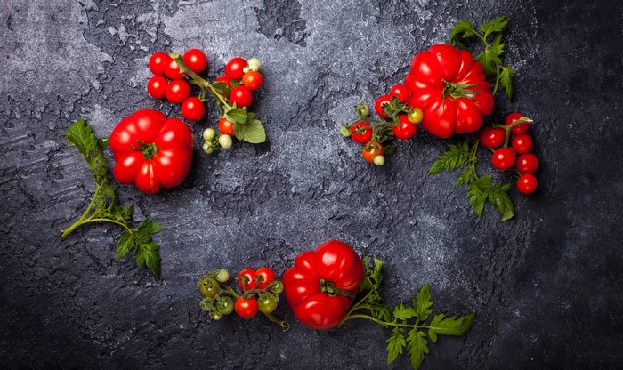 Tomatoes and foliage on a dark background