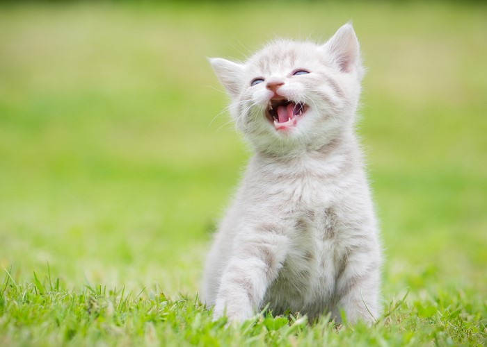 Kitten yawning on grass