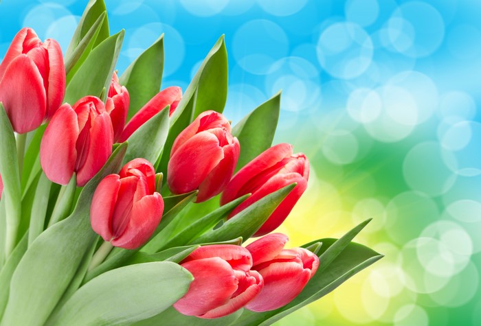 Red Tulips with Bokeh Background
