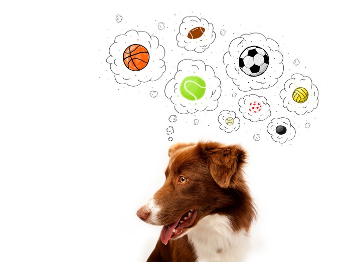 Border Collie Dog Thinking About Sports Balls