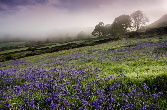 Bluebells in Foggy English Countryside