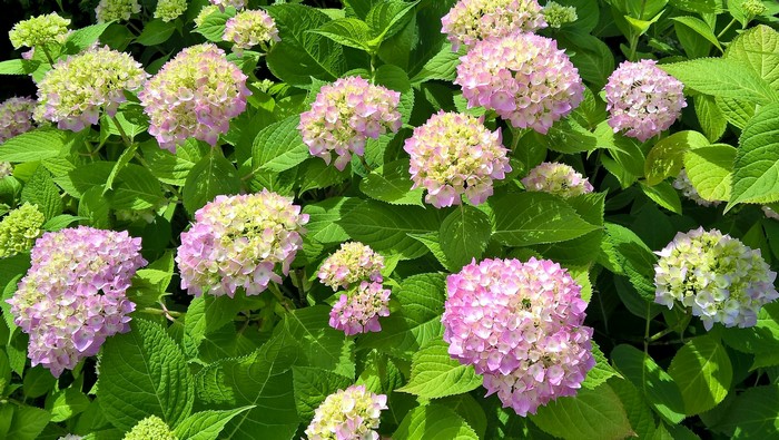 Pink and green hydrangeas in bloom