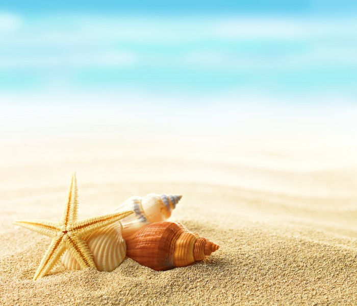 Starfish and Shells on Sand with Ocean Background