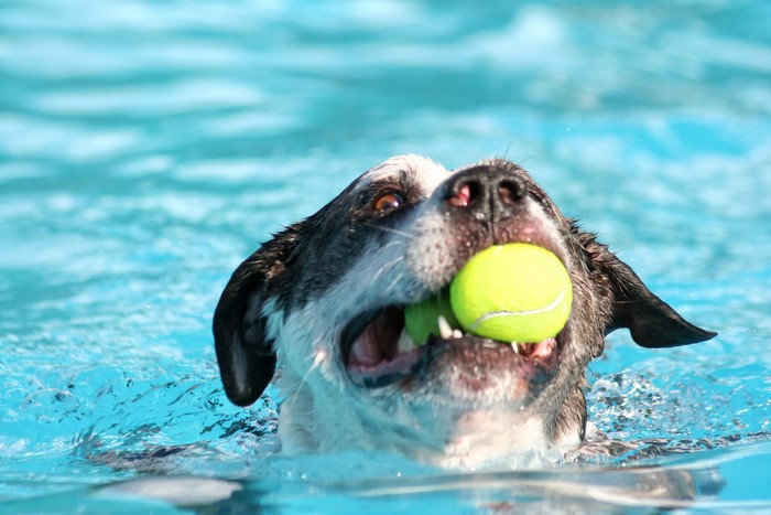 Dog swimming with a tennis ball in its mouth
