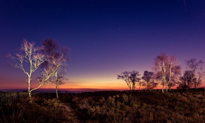 Trees under starry sky at dusk in Peak District, UK