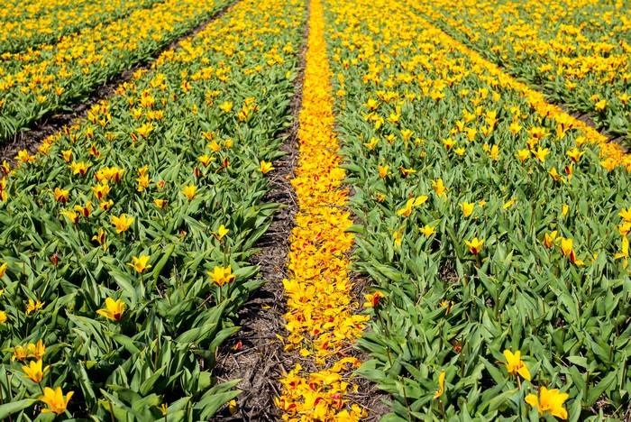 Field of Yellow Tulips with Petals