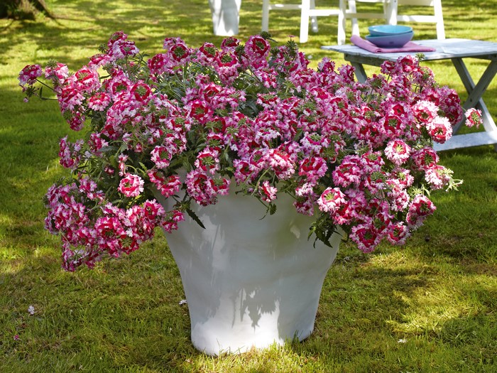 Verbena flowers in a white vase on grass