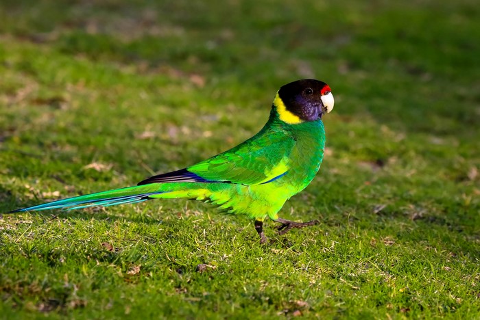 A colorful parrot walks on green grass