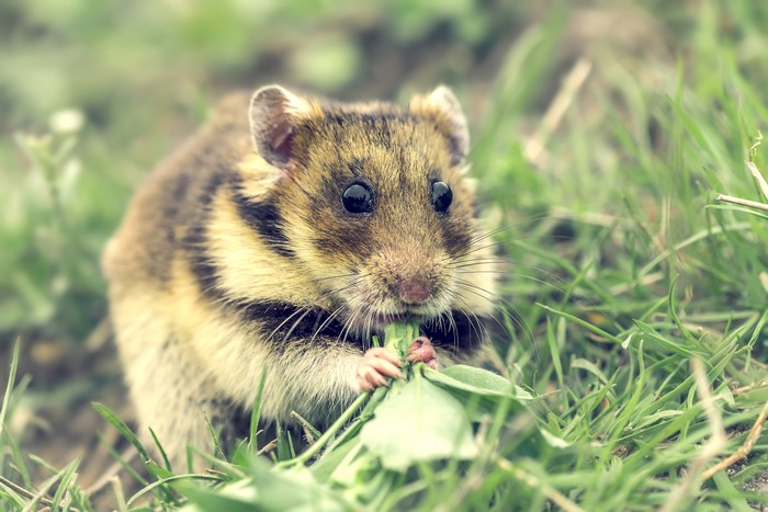 Hamster eating green leaves in grass