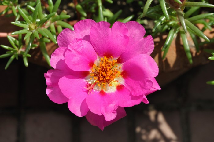 Close-up of a pink Portulaca flower