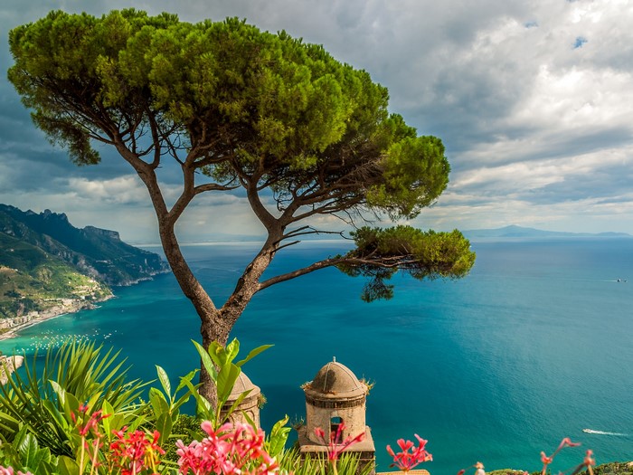 Pine tree overlooking the Amalfi Coast in Ravello, Italy
