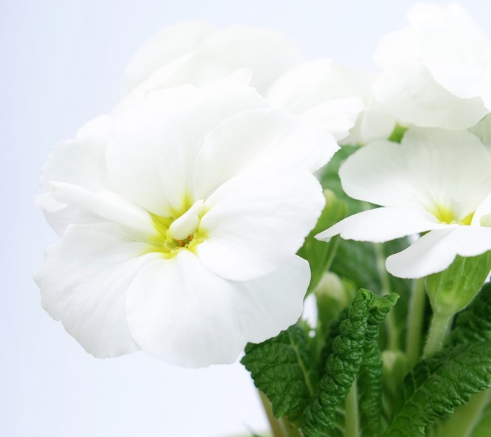 Close-up of white Primula flowers