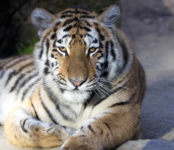 Tiger lying down